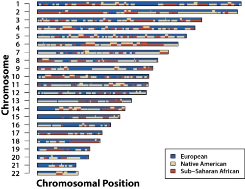 karyogram mosaic colored by ancestry 