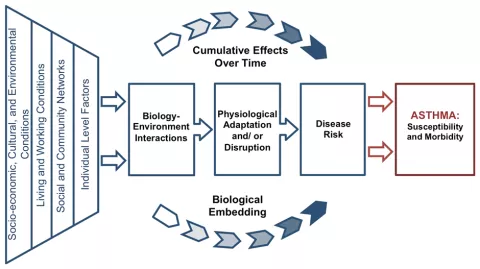 flow chart describing how social factors impact asthma outcomes